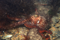 Macroctopus maorum