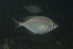 Parequula melbournensis