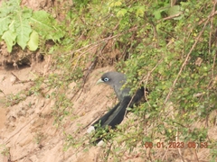 Phaenicophaeus viridirostris