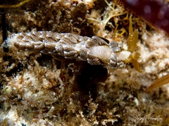 Baeolidia australis