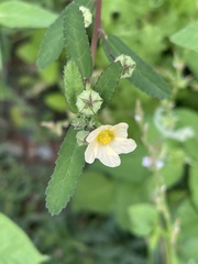 Sida alba
