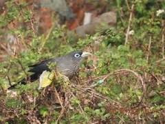 Phaenicophaeus viridirostris