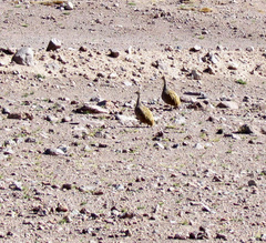 Tinamotis pentlandii