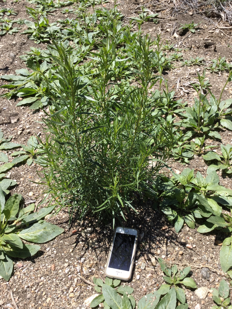 tarragon (Native Forbs and Cactuses of Golden Gate Canyon State Park