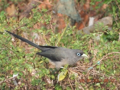 Phaenicophaeus viridirostris