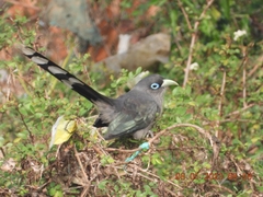 Phaenicophaeus viridirostris