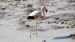 Phoenicoparrus andinus