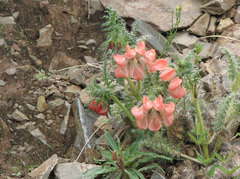 Caiophora chuquitensis