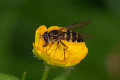 Dasysyrphus