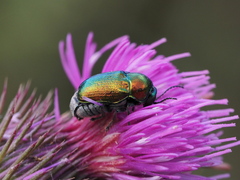 Cryptocephalus sericeus