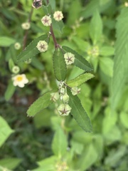 Sida alba