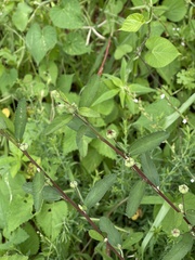 Sida alba