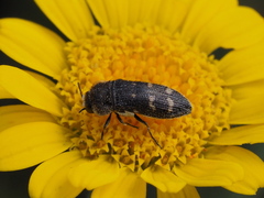 Acmaeoderella flavofasciata