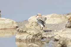 Charadrius pallidus