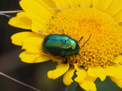 Cryptocephalus sericeus