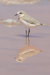 Charadrius pallidus