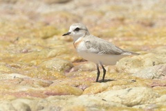 Charadrius pallidus