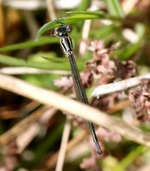 Coenagrion puella