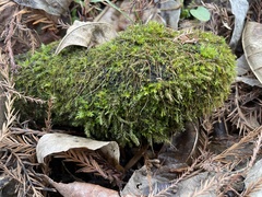 Ptychostomum pseudotriquetrum