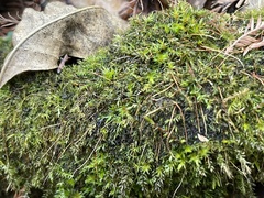 Ptychostomum pseudotriquetrum