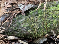 Ptychostomum pseudotriquetrum