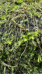 Ptychostomum pseudotriquetrum