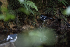 Enicurus schistaceus