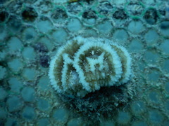 Paramontastraea peresi