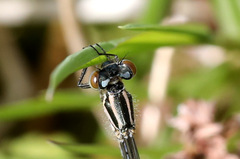 Coenagrion puella