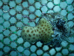 Goniastrea stelligera