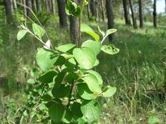 Cotoneaster alaunicus