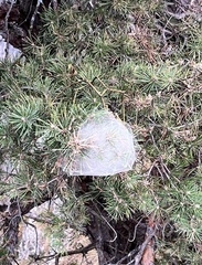 Thaumetopoea pityocampa