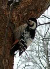 Dendrocopos leucotos