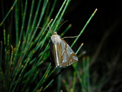 Thalaina inscripta