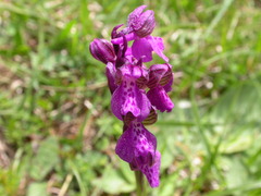 Anacamptis morio morio