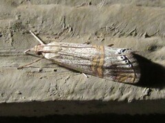 Euchromius californicalis