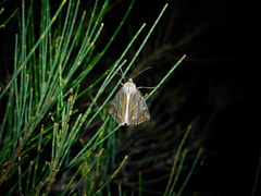 Thalaina inscripta