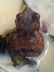 Rhinella proboscidea