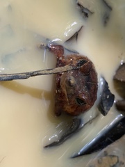 Rhinella proboscidea