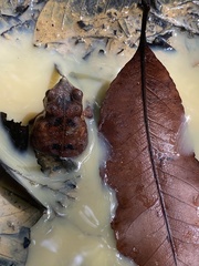 Rhinella proboscidea