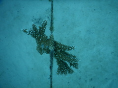 Acropora abrotanoides