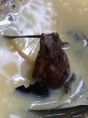 Rhinella proboscidea