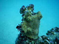 Goniastrea stelligera