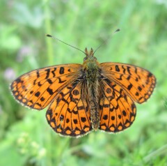 Boloria selene