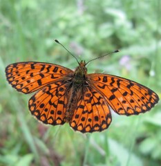 Boloria selene