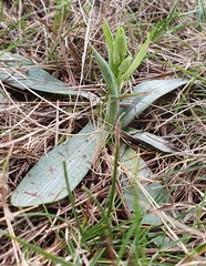Ophrys sphegodes massiliensis