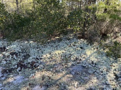 Cladonia evansii