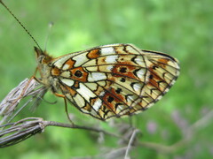 Boloria selene