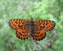 Boloria selene