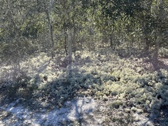 Cladonia evansii